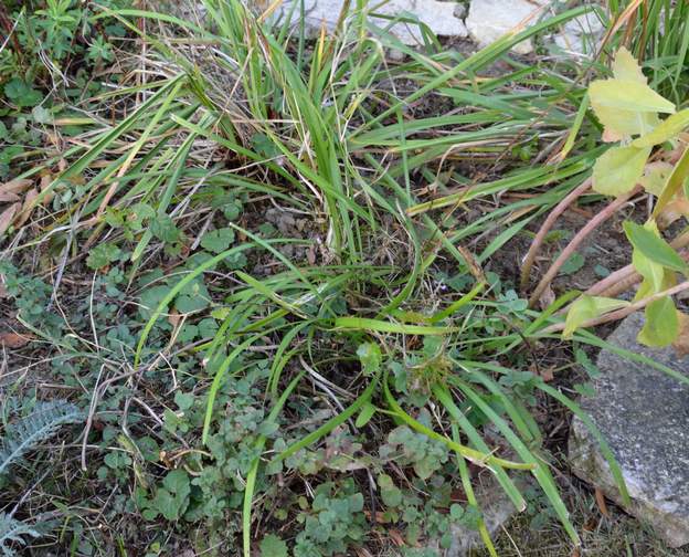 Liriope muscari 'X' 2019 10