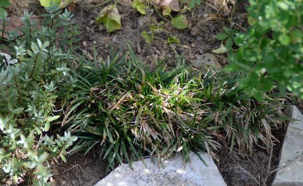 Ophiopogon japonicus 'Nana' 2018 08 Plus dense et plus court que le japonicus normal. Là il a pris un bon coup de chaud, s'il s'en remet je changerai la photo !