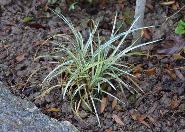 Ophiopogon japonicus 'Silver Mist' 2019 10 Acheté en 2018, plate bande lorraine puis Coline.