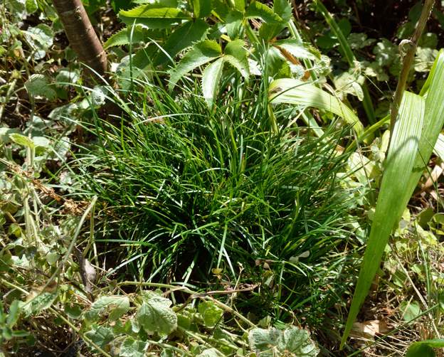 Ophiopogon japonicus 2018 08 On a celui-ci depuis presque 30 ans, donné par une visiteuse. On l'a multiplié, il nous aime !
