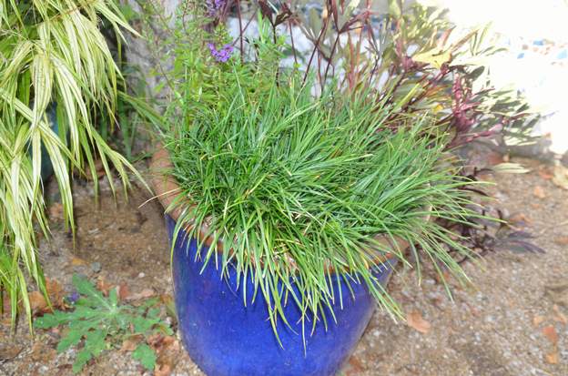 Ophiopogon japonicus 2019 10