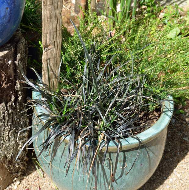 Ophiopogon planiscapus 'nigrescens' 2018 08 Celui-ci ne pousse QUE dans un pot. À chaque fois que Martine l'a mis en pleine terre, il a disparu en un ou deux ans.