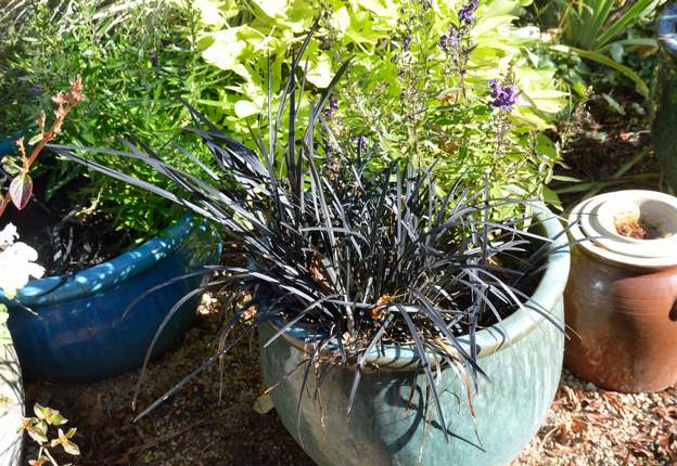 Ophiopogon planiscapus 'nigrescens' 2019 10