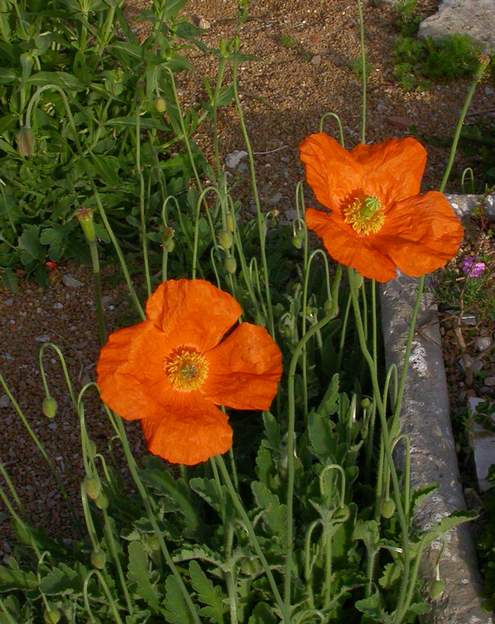 Papaver atlanticum 1