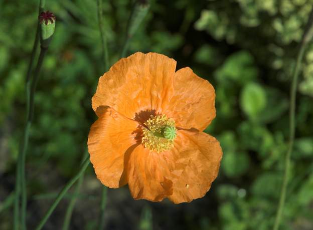 Papaver atlanticum 2
