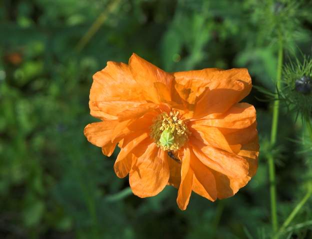 Papaver atlanticum double
