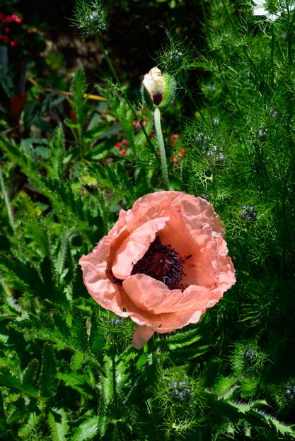Papaver orientalis 'Prinzessin Viktoria Luise' 2019 06