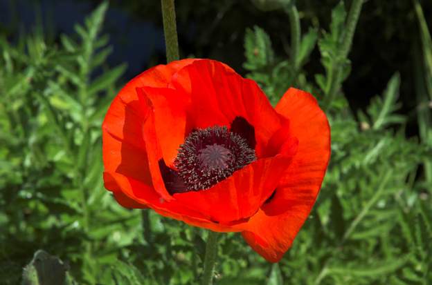 Papaver orientalis 2