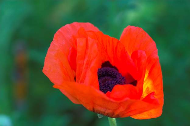 Papaver orientalis 3