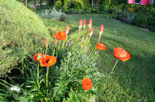 Papaver orientalis 4