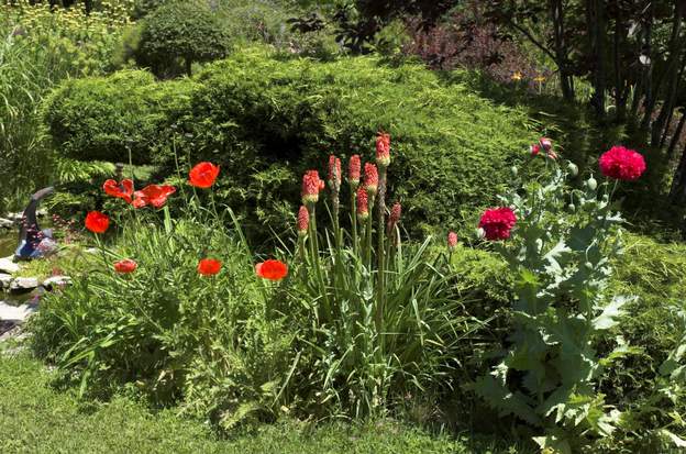 melange 1 À gauche une vivace : Papaver orientalis, très solide. À droite c'est un pavot annuel, Papaver somniferum 'Red Peony' qui prolifère chez nous en se semant où il...