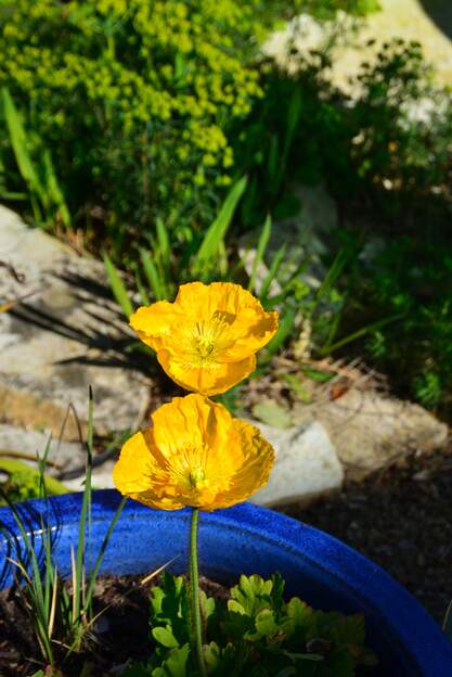 papaver jaune