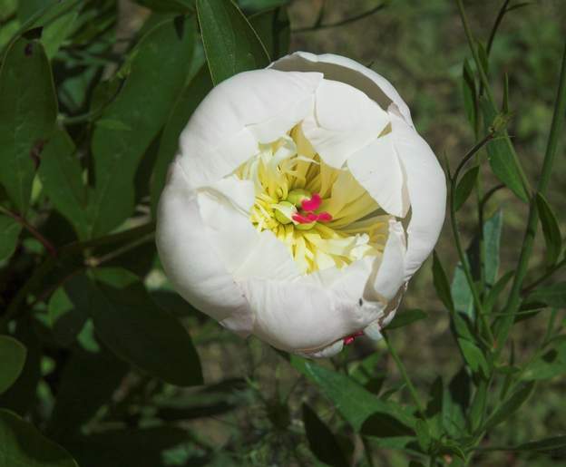 'festiva maxima' Une pivoine blanche au coeur rouge. On l'a déplacée parce qu'elle était noyée dans la plate-bande blanche, du coup elle a boudé quelques années.