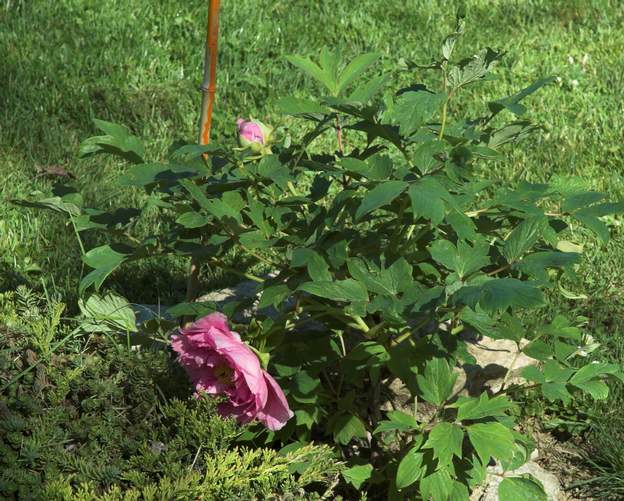 arbustive rose 1