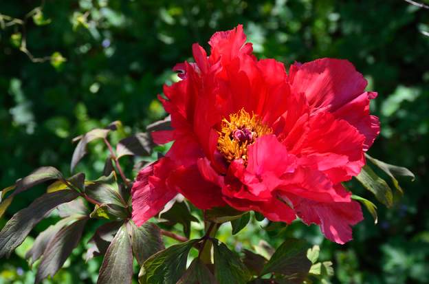arbustive rouge 2016 Elle ne fleurit pas tous les ans et elle ne fait qu'une fleur, mais une belle !