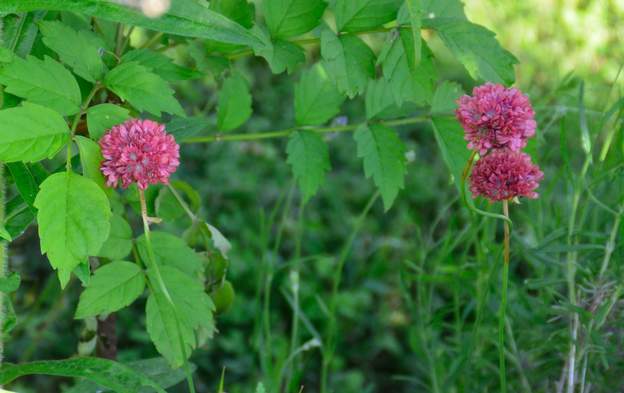 Armeria pseudarmeria 'Ballerina Red' 2018 05
