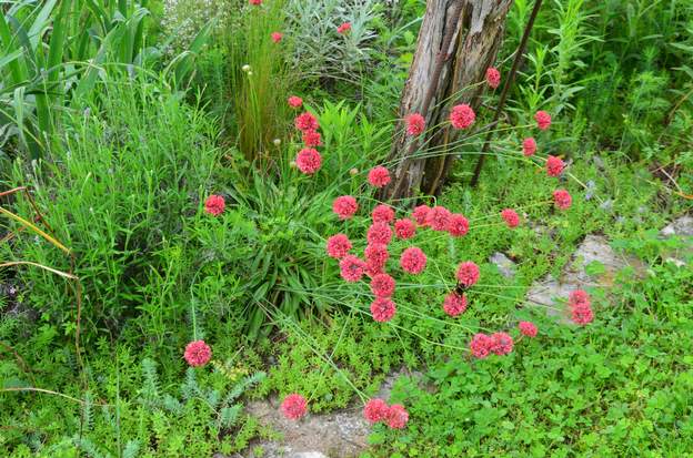 Armeria pseudarmeria 'Ballerina Red' 2023 05