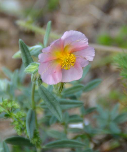 Helianthemum 5