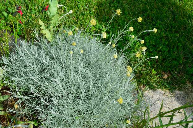Helichrysum italicum
