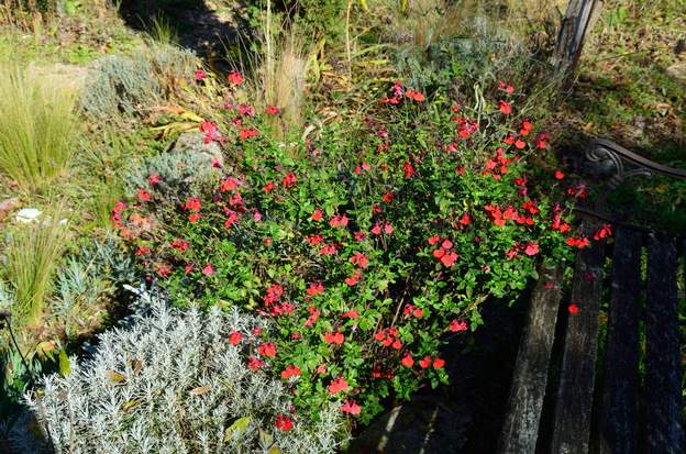 Salvia microphylla 2018 11 Elle est magnifique en novembre, ce qui est bien agréable !