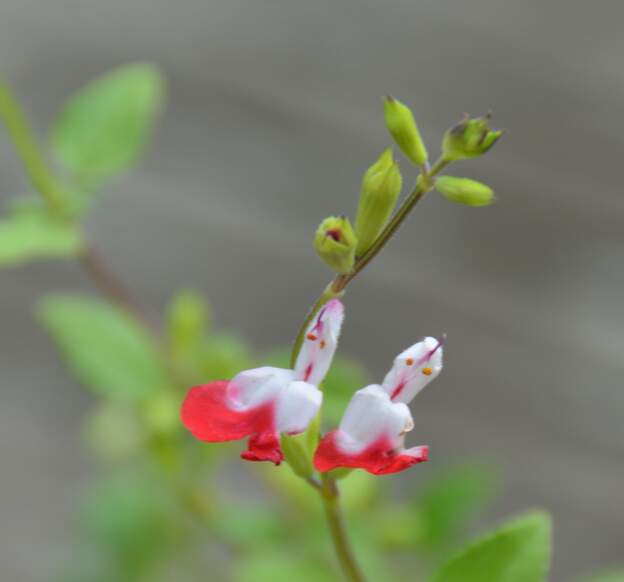 Fleur des 
