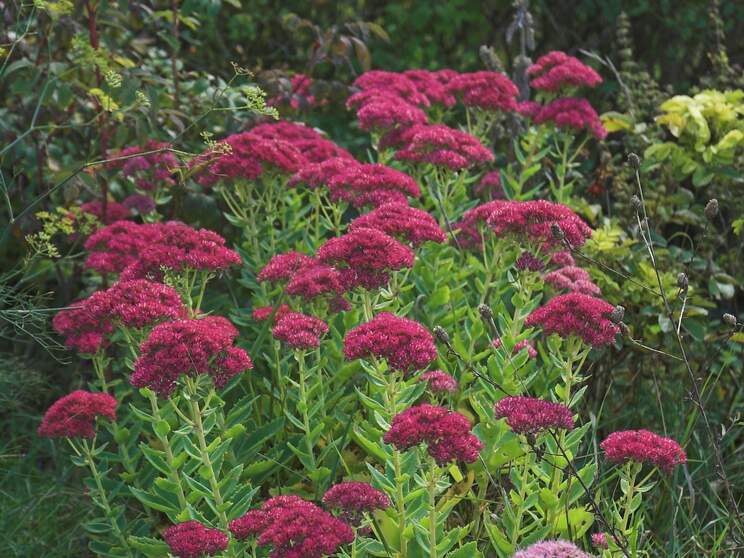 Sedum