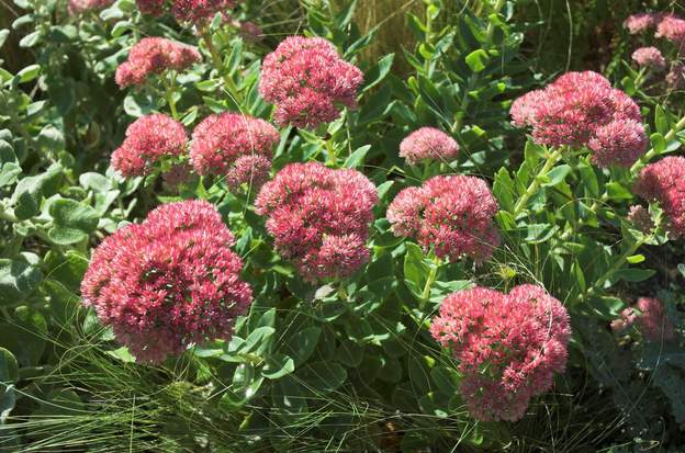 Sedum spectabile 'Autumn Joy' 1 aussi connu comme Sedum 'Herbstfreude' . Il a changé de genre, passant de sedum à Hylotelephium .