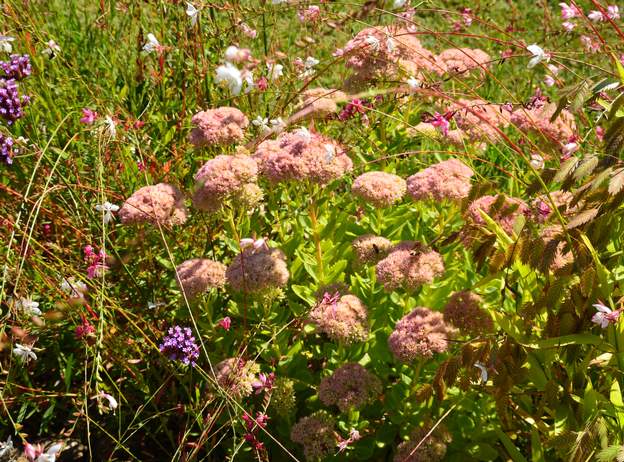 Sedum spectabile 'Autumn Joy' 2
