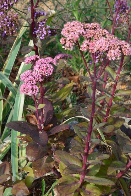 Sedum spectabile 'Purple Emperor' 1