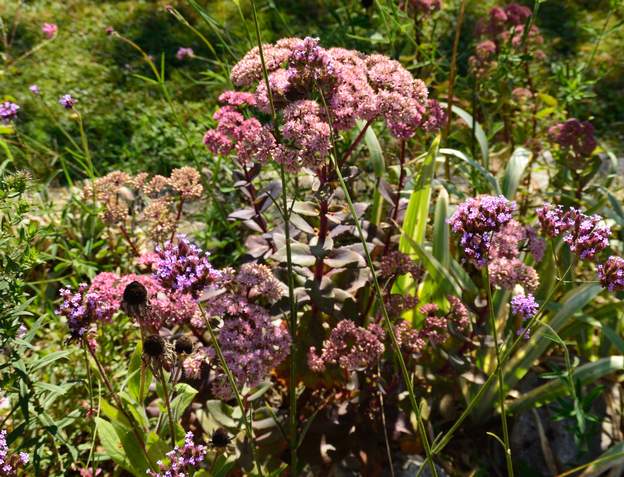 Sedum spectabile 'Purple Emperor' 2