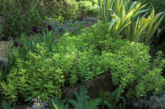 Sedum spectabile X2-1