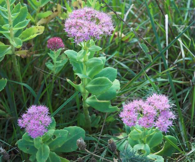Sedum spectabile X3-1