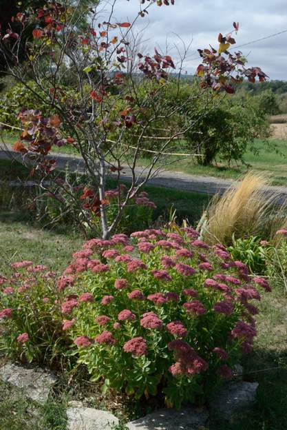 Sedum spectabile X4-1