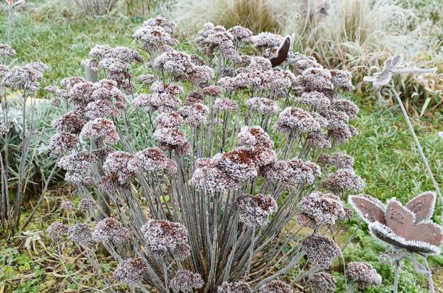 Sedum spectabile X4-2