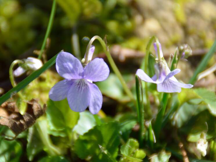 Violettes