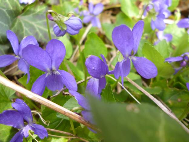 Viola hirta 2