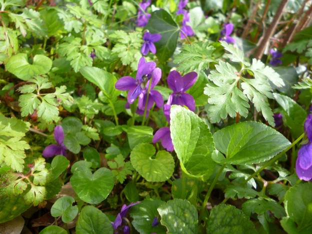 Viola odorata rose 1