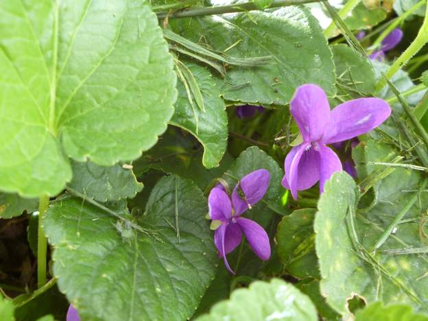 Viola odorata rose 2