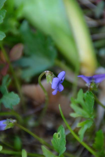 Viola pinnata 1