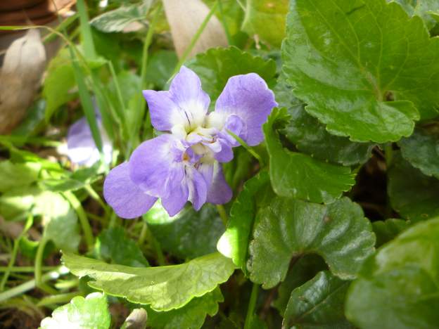 violette de Toulouse (1) La violette de Toulouse appartient à la famille des violettes de Parme ( Viola parmensis ) Elle a été créée, à Toulouse, à la fin du XIXe siècle et était...