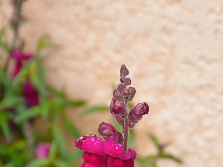 Vivaces diverses