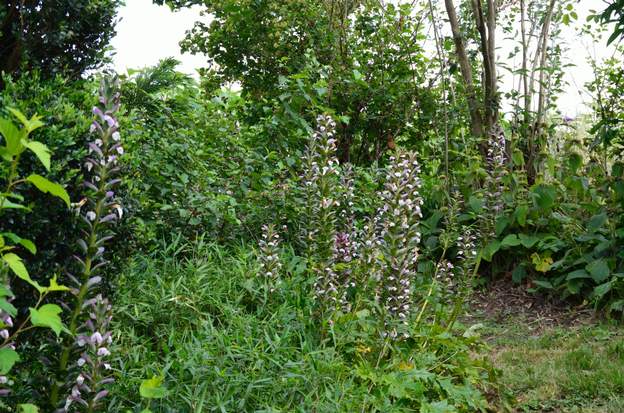 Acanthus mollis 1 L'acanthe à feuille molles. Plante de terrain sec, elle peut quand elle se plaît devenir un peu envahissante.