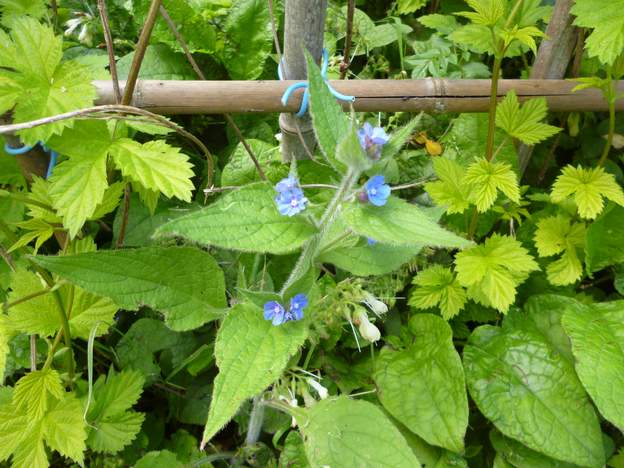 anchusa azurea