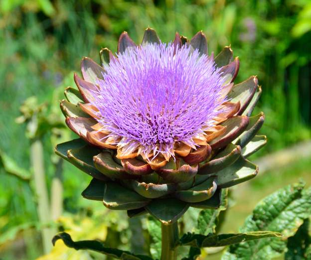Fleur d'artichaut 2019 07 Dans le potager à l'est du jardin, un grand artichaut pousse depuis quelques années, il fait une dizaine de fleurs que nous mangeons, et on en laise deux pour...