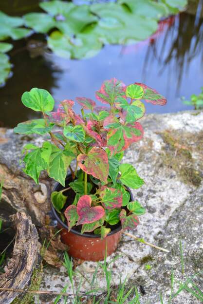 Houttuynia cordata 'Chameleon' 2025 09 Il se plait bien dans la rigole du bassin central. Peut être envahissant, on verra.