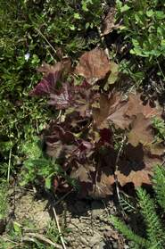Heuchères Le désespoir du peintre . On ne va pas donner les noms botaniques, car peu importe, le nom du cultivar suffit largement....