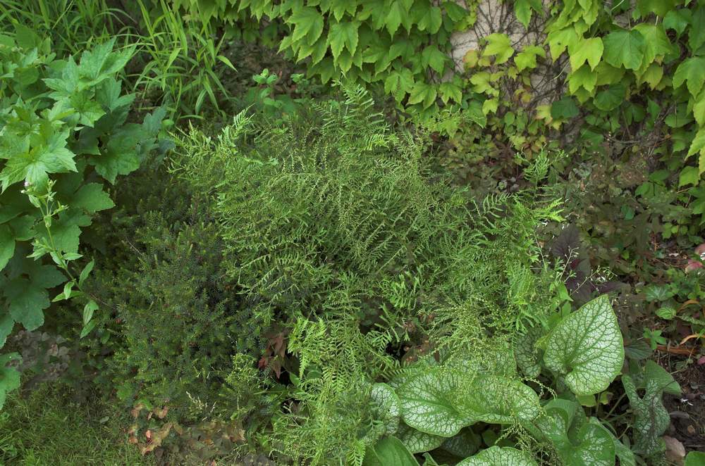 Dryopteris filix-mas 'Linearis Polydactyla' 2011 06