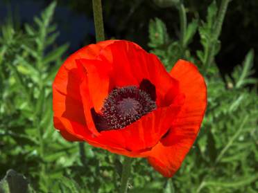 Pavots (Papaver)