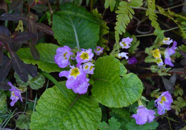 Primiula hybride inconnue a 2017