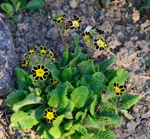 Primula eletior 'Gold Laced'